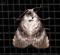 Acatapaustus leucospila