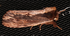 Hylaeora capucina