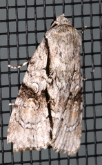 Turnerinycta phaeocosma