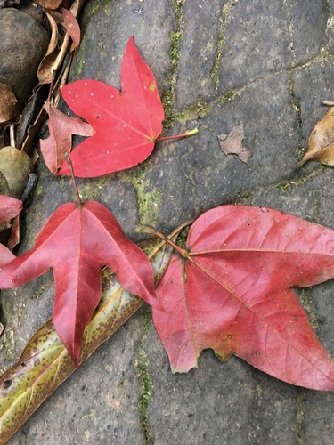 Acer tonkinense