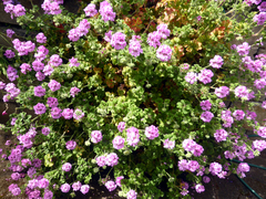 Pelargonium × asperum