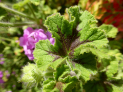 Pelargonium × asperum