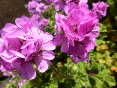 Pelargonium × asperum