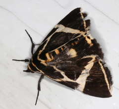 Fodina ostorius
