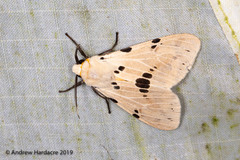 Spilarctia percellens