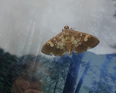 Uresiphita quinquigera