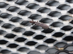 Oligotoma humbertiana