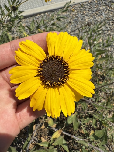 iNaturalist observation photo of California brittlebush