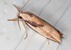 Pilostibes basivitta