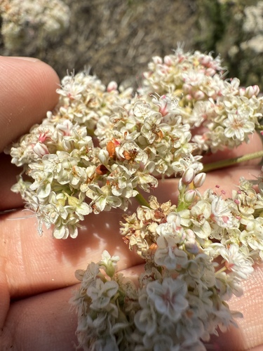 iNaturalist observation photo of California Buckwheat