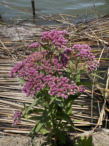iNaturalist observation photo of sweetscent