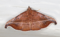 Corgatha ancistrodes
