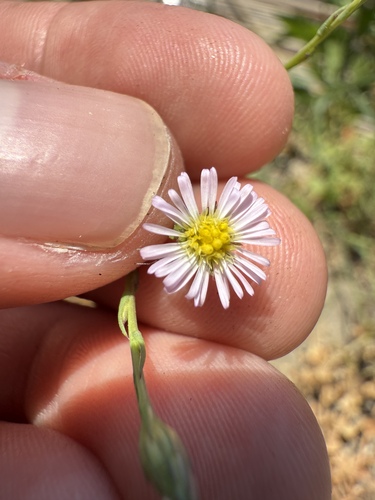 iNaturalist observation photo of annual saltmarsh aster