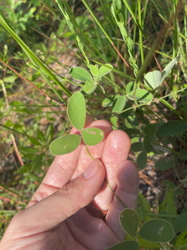 Soft Milkpea (Galactia mollis)