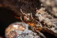 Pheidole capensis
