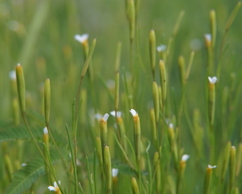 Licorice Marigold (Tagetes micrantha)