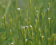 Tagetes micrantha