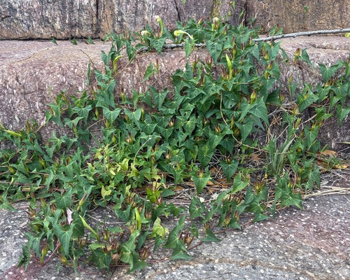 Thurber's Morning-Glory (Ipomoea thurberi)