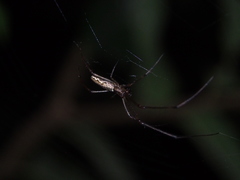 Tetragnatha ceylonica