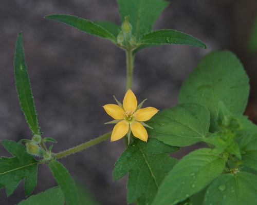 Organ Mountain Blazingstar (Mentzelia asperula)