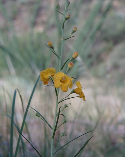 Arizona desert foxglove (Brachystigma wrightii)