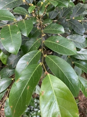 Glochidion harveyanum