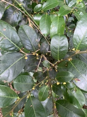 Glochidion harveyanum