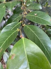 Glochidion harveyanum
