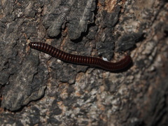 Leptogoniulus sorornus