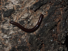 Leptogoniulus sorornus