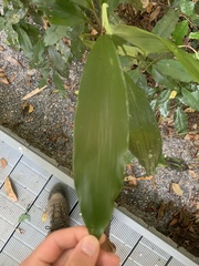 Cordyline cannifolia