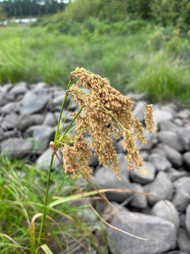 stalked bulrush (Scirpus pedicellatus)