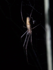 Tetragnatha ceylonica