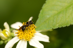 Ceratina unicolor
