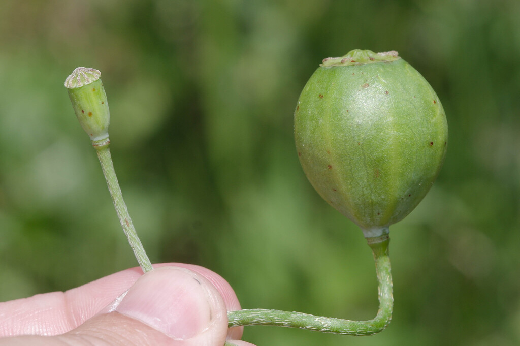 Gall wasp