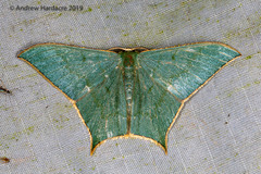 Maxates korintjiensis