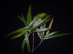 Podocarpus polystachyus