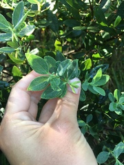 Wikstroemia phillyreifolia