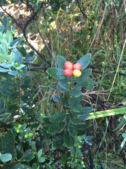 Wikstroemia phillyreifolia