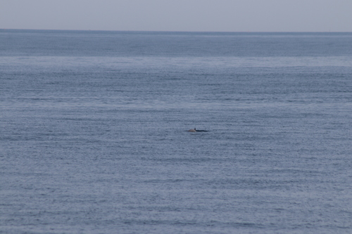 Phocoena phocoena