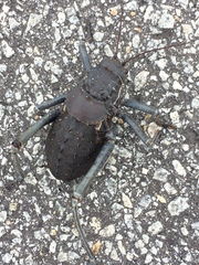 Acanthoplus