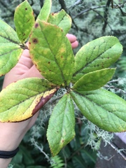 Vaccinium calycinum