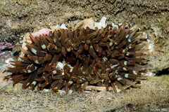 Anthopleura anjunae