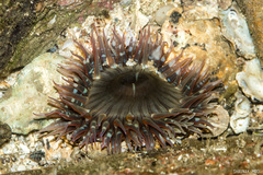 Anthopleura anjunae