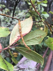 Vaccinium calycinum