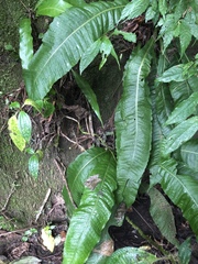 Microsorum membranaceum