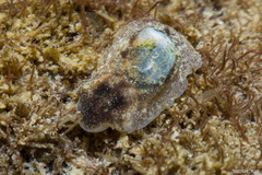 Smaragdinella sieboldi