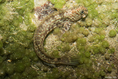 Istiblennius