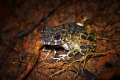 Limnonectes ibanorum