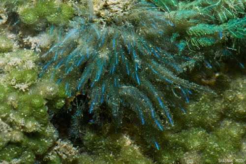 Bryopsis pennata